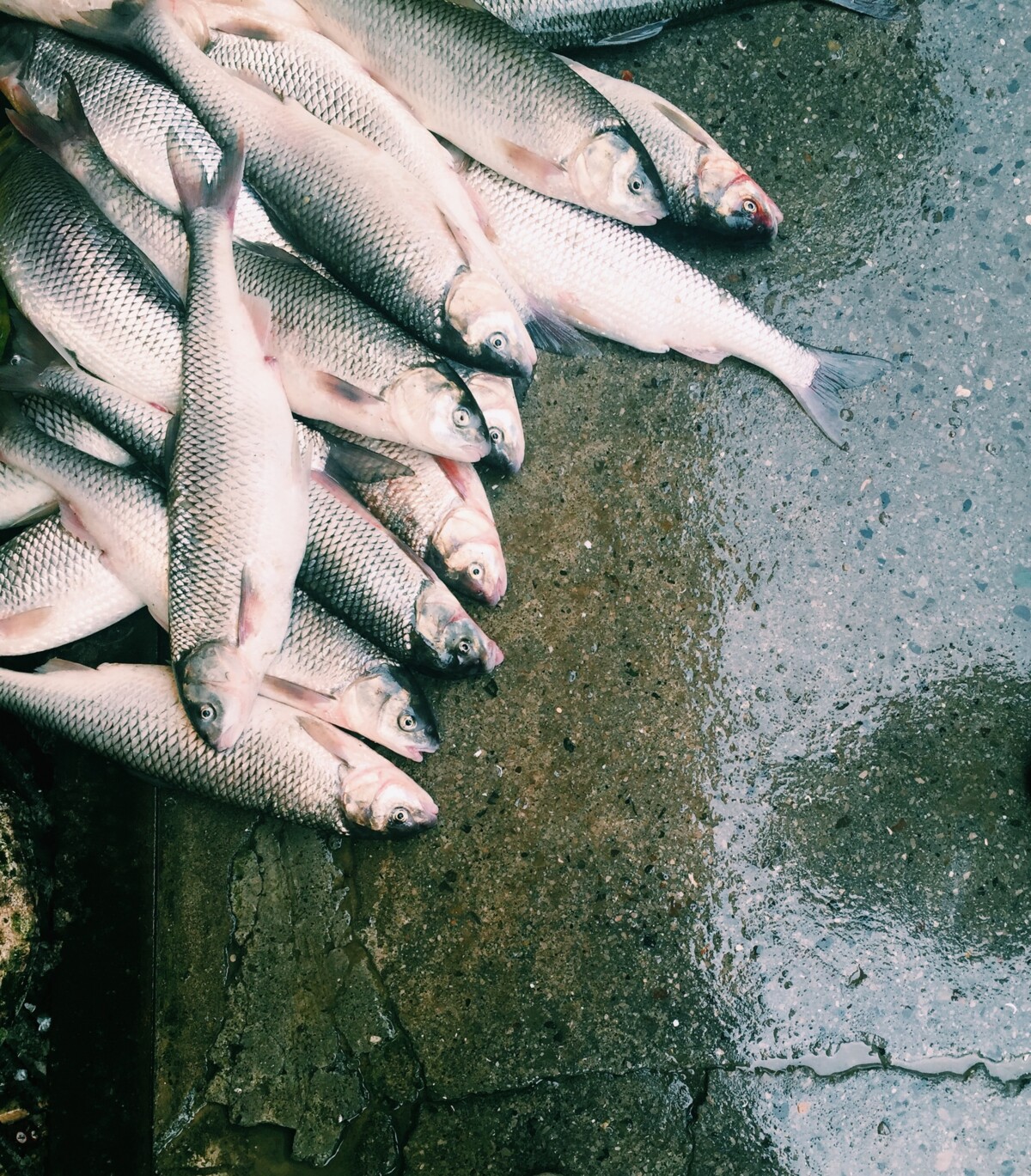 peixes-para-a-semana-santa-serao-comercializados-diretamente-nas-propriedades